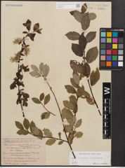Foto von Salix cinerea L. x Salix nigricans Sm.